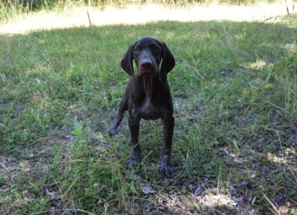 Chiot du Bois Feuraz