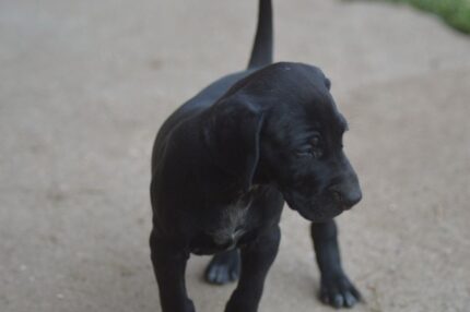 CHIOT Vom hundegelaut